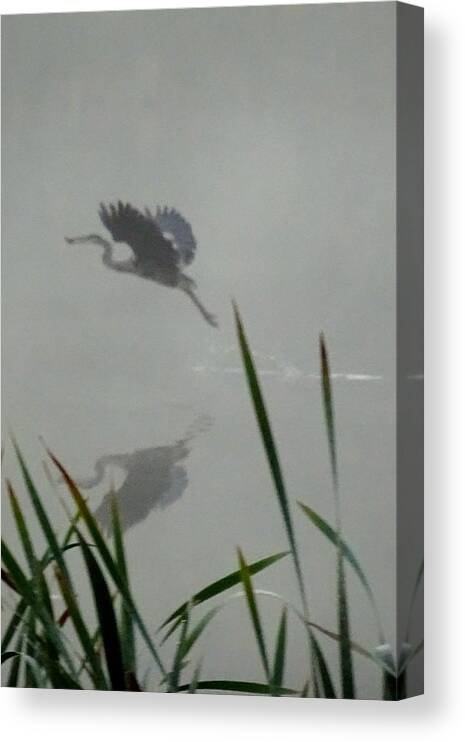 Bird Canvas Print featuring the photograph Flight #1 by Catherine Arcolio