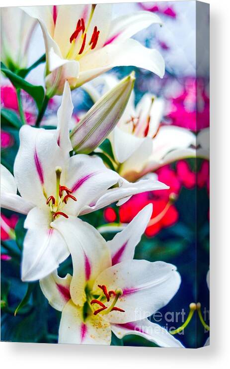 Spring Canvas Print featuring the photograph Flower #1 by Baltzgar