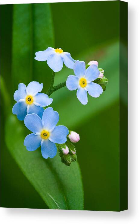 Forget-me-not Canvas Print featuring the photograph Forget-Me-Not #1 by Yuri Peress