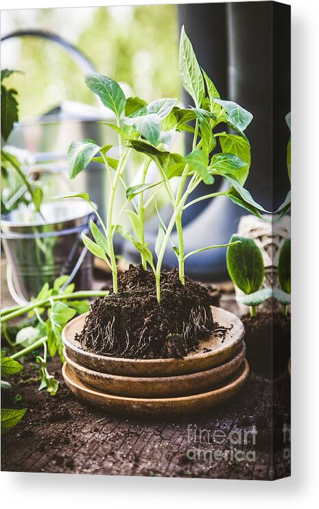 Agriculture Canvas Print featuring the photograph Garden #1 by Mythja Photography