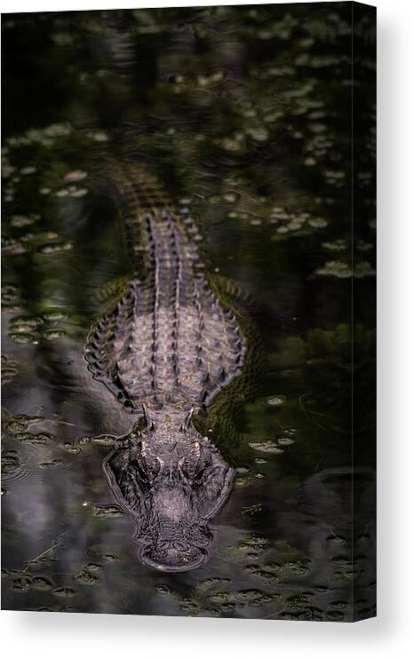 Alligator Canvas Print featuring the photograph Gator approaching full by Framing Places