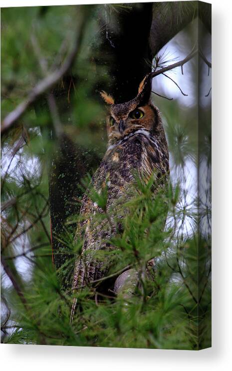 Bird Canvas Print featuring the photograph Great Horned Owl #1 by Gary Hall