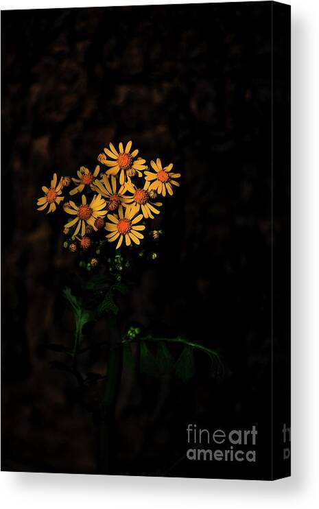 Nature Canvas Print featuring the photograph Highlights #1 by Skip Willits