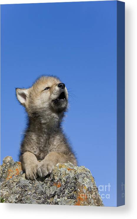 Gray Wolf Canvas Print featuring the photograph Howling Wolf Cub #1 by Jean-Louis Klein & Marie-Luce Hubert