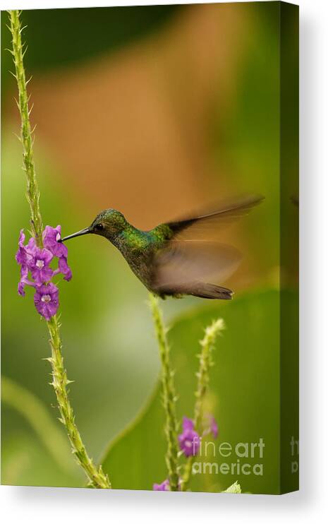 Hummingbird Canvas Print featuring the photograph Hummingbird in Costa Rica #2 by Natural Focal Point Photography