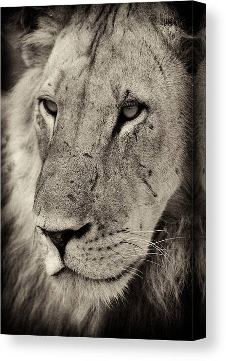 Africa Canvas Print featuring the photograph Lion portrait #1 by Johan Elzenga