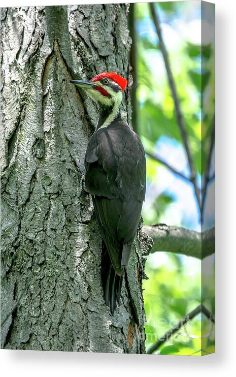 Cheryl Baxter Photography Canvas Print featuring the photograph Mr. Pileated Woodpecker #1 by Cheryl Baxter