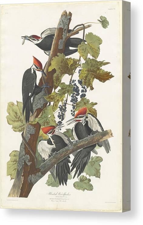 Pileated Woodpecker Canvas Print featuring the painting Pileated Woodpecker by John James Audubon