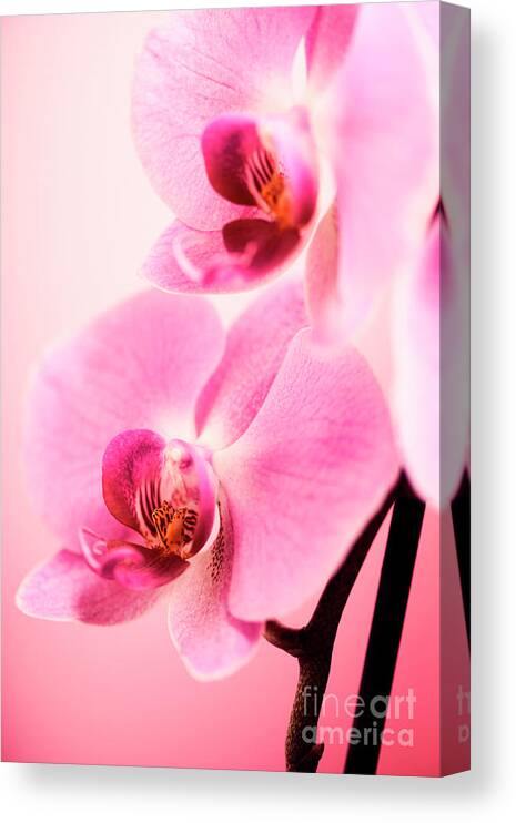Orchid Canvas Print featuring the photograph Pink Orchid Closeup #1 by Jelena Jovanovic