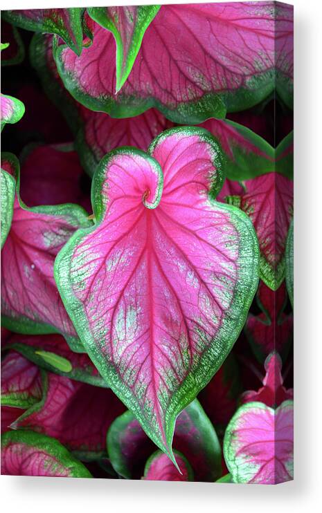 Plant Canvas Print featuring the photograph Plant beauty #1 by David Lee Thompson