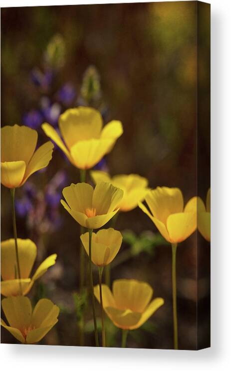 Poppies Canvas Print featuring the photograph Poppies and Lupines #2 by Saija Lehtonen