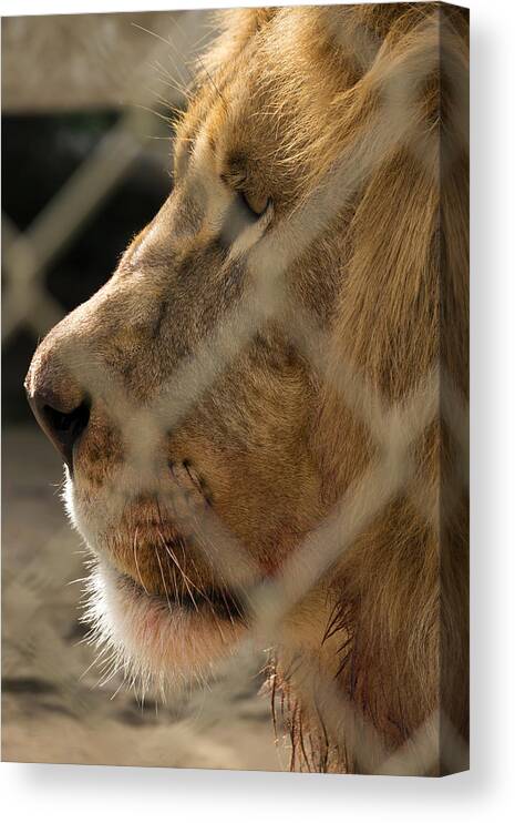 Acres Canvas Print featuring the photograph Profile of a King #2 by Travis Rogers