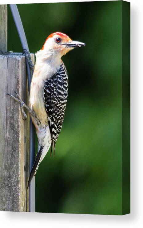 Woodpecker Canvas Print featuring the photograph Red-bellied Woodpecker #1 by John Benedict