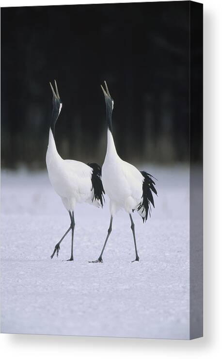 00190826 Canvas Print featuring the photograph Red-crowned Crane Grus Japonensis Pair by Konrad Wothe