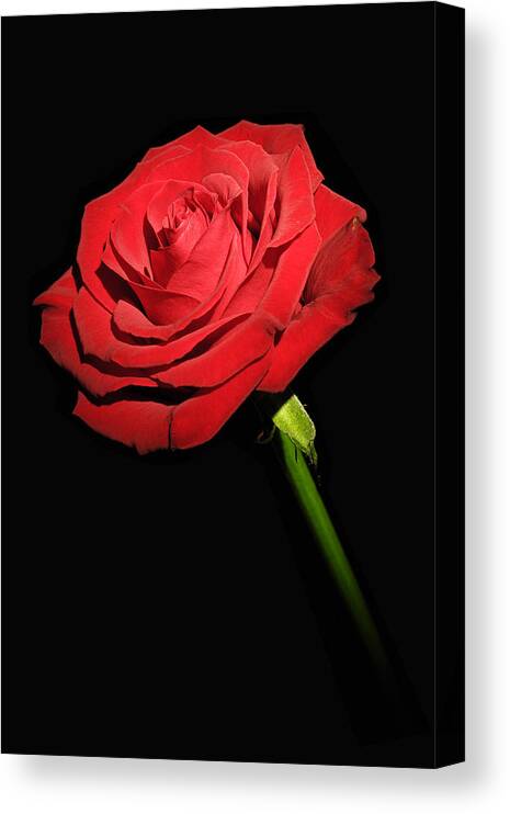 Red Rose On The Black Background Canvas Print / Canvas Art by Arkadiusz  Wlodarczyk - Fine Art America