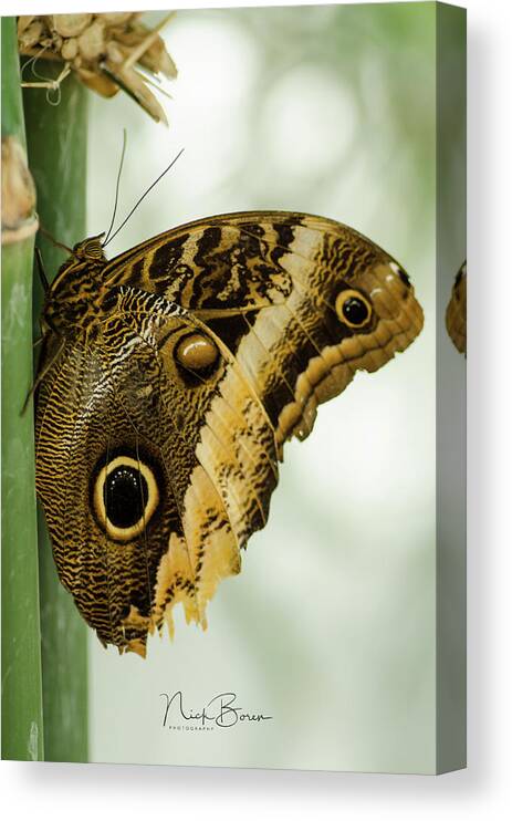 Butterfly Canvas Print featuring the photograph Resting #1 by Nick Boren