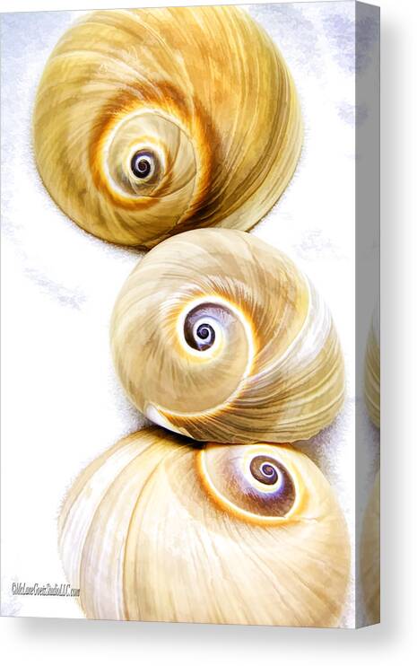 Shark Eye Canvas Print featuring the photograph Shark Eye Shells #1 by LeeAnn McLaneGoetz McLaneGoetzStudioLLCcom