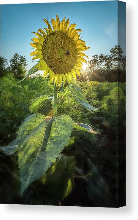 Maryland Canvas Print featuring the photograph Sparkle In Your Eye #1 by Robert Fawcett