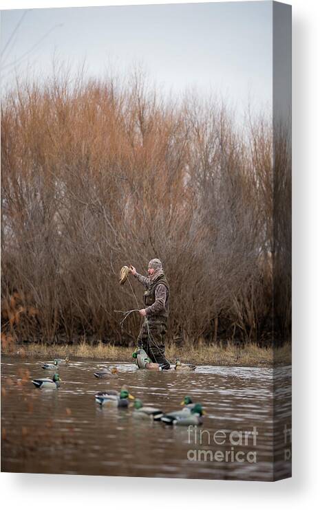 Ben Setting Decoys Canvas Print featuring the photograph Strickland #2 by Chip Laughton