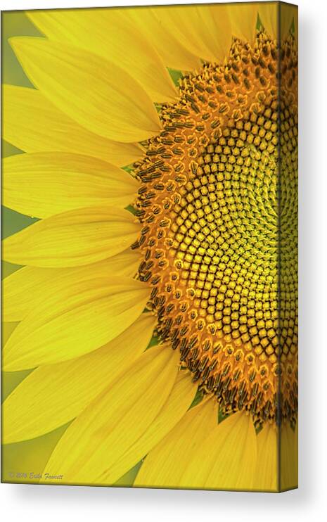 Sunflower Canvas Print featuring the photograph Sunflower Petals #1 by Erika Fawcett