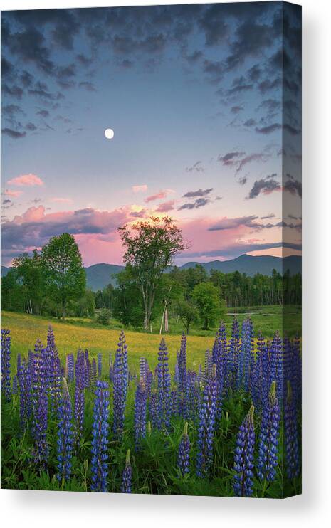 #sunset#lupines#sugarhill#newhampshire#landscape#field#mountains Canvas Print featuring the photograph The Moon Rises Above #1 by Darylann Leonard Photography