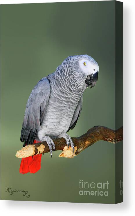 Fauna Canvas Print featuring the photograph Thinking it over #1 by Mariarosa Rockefeller
