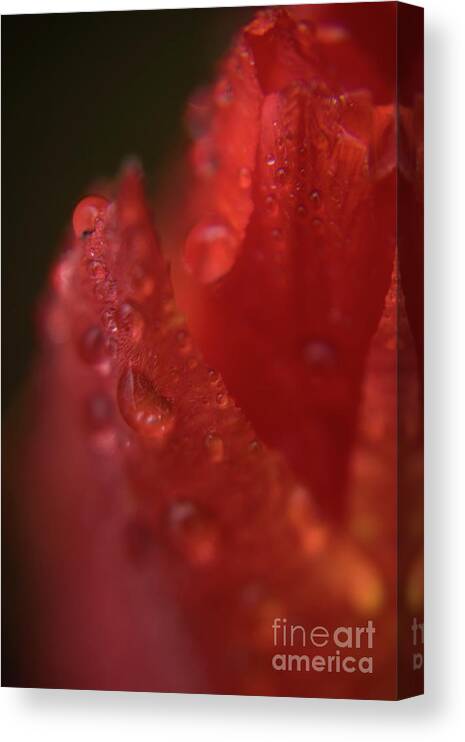 Tulip Canvas Print featuring the photograph Tulip Petal raindrops-1844 #2 by Steve Somerville