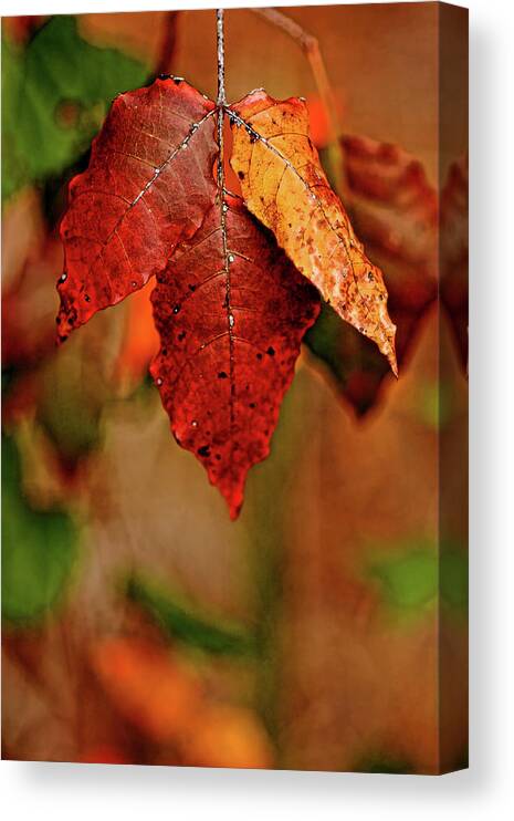 Maple Canvas Print featuring the photograph Waiting for Fall #2 by Roberto Aloi