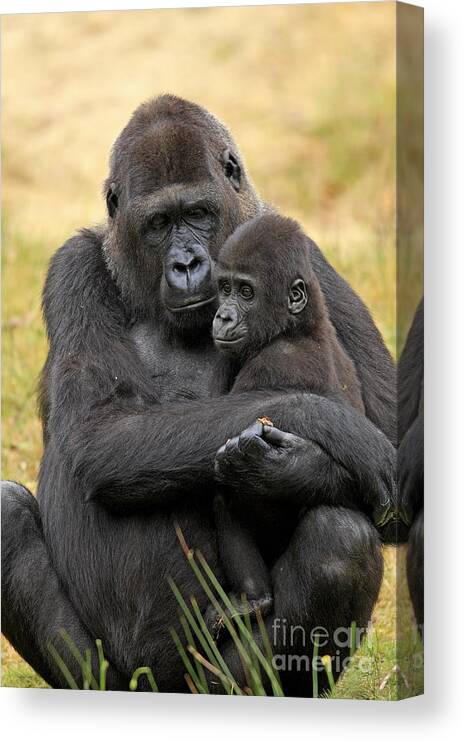 Western Lowland Gorilla Canvas Print featuring the photograph Western Gorilla And Young #1 by Jurgen & Christine Sohns/FLPA