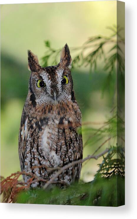 Western Screech Owl Canvas Print featuring the photograph Western Screech Owl #1 by Pierre Leclerc Photography