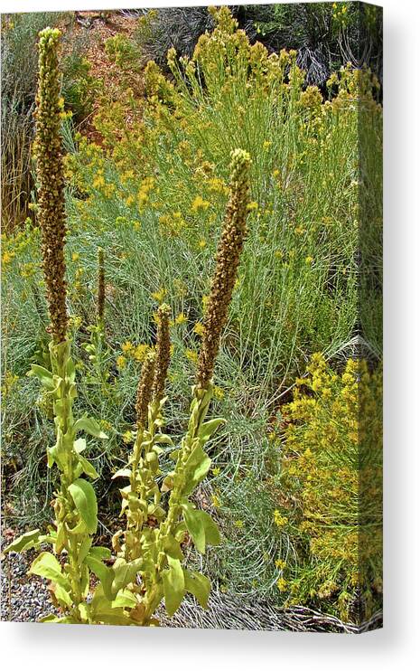 Wooly Mullein In Red Canyon In Dixie National Forest Canvas Print featuring the photograph Wooly Mullein in Red Canyon in Dixie National Forest, Utah #1 by Ruth Hager