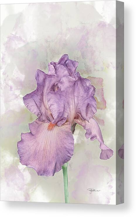  Iris Canvas Print featuring the photograph 10869 Dreamy Iris by Pamela Williams