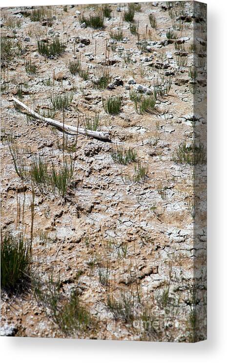 Yellowstone Canvas Print featuring the photograph Yellowstone National Park #11 by Kati Finell