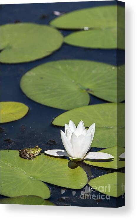 Edible Frog Canvas Print featuring the photograph 150622p020 by Arterra Picture Library