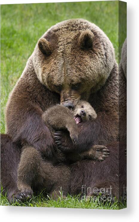 Cute Canvas Print featuring the photograph Mother bear cuddling cub by Arterra Picture Library