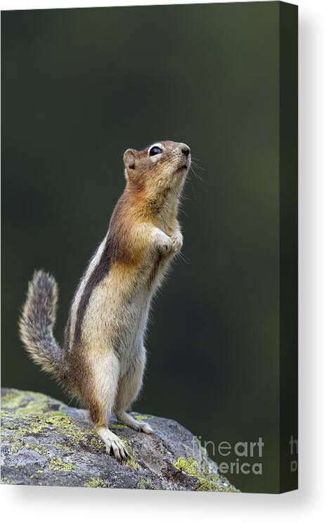 Golden-mantled Ground Squirrel Canvas Print featuring the photograph Golden-Mantled Ground Squirrel #2 by Arterra Picture Library