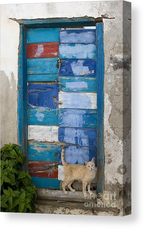 Cat Canvas Print featuring the photograph Cat In A Doorway, Greece #18 by Jean-Louis Klein & Marie-Luce Hubert