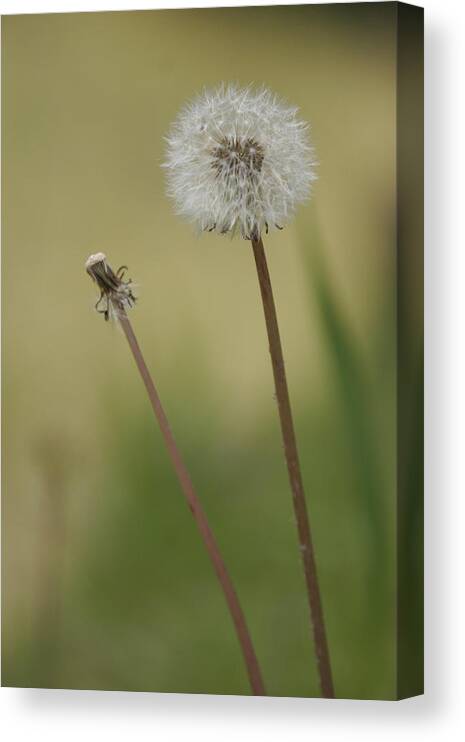 Flower Canvas Print featuring the photograph Flower #183 by Masami Iida