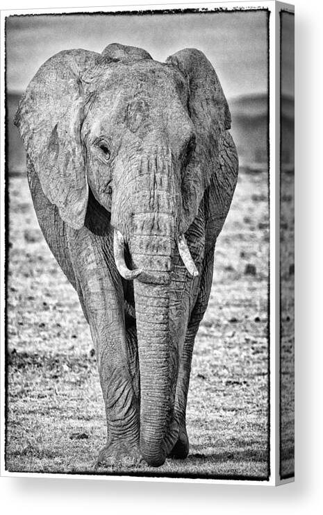 Africa Canvas Print featuring the photograph African Elephants in the Masai Mara #1 by Perla Copernik