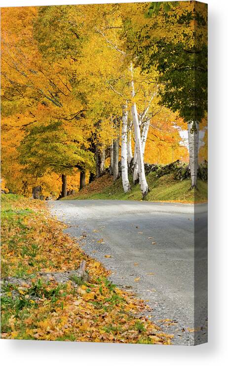 Autumn Birches Canvas Print featuring the photograph Autumn Road by Tom Singleton