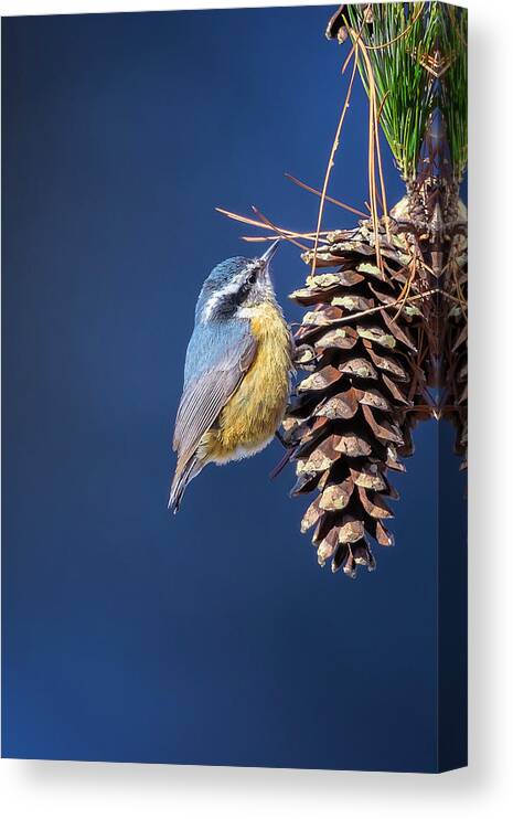 Adorable Canvas Print featuring the photograph Black-capped Chickadee #2 by Peter Lakomy