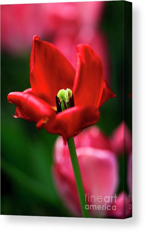 Tulip Canvas Print featuring the photograph Blooming tulip flowers close up #2 by Vladi Alon