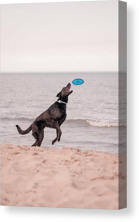 Action Canvas Print featuring the photograph Dog with frisbee #2 by Peter Lakomy