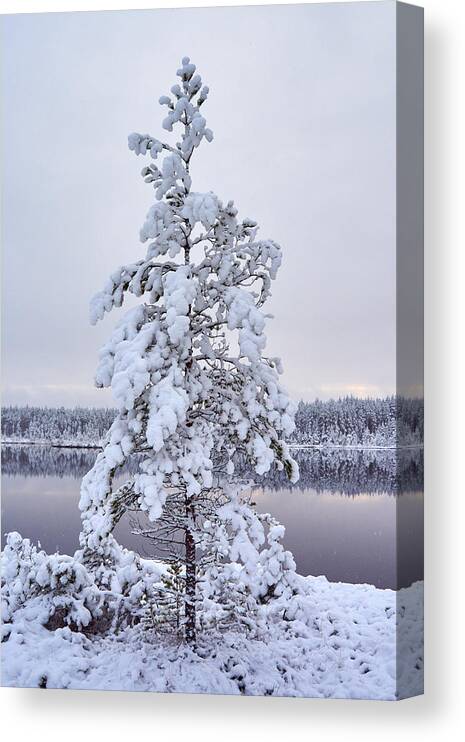 Jouko Lehto Canvas Print featuring the photograph First Snow #3 by Jouko Lehto
