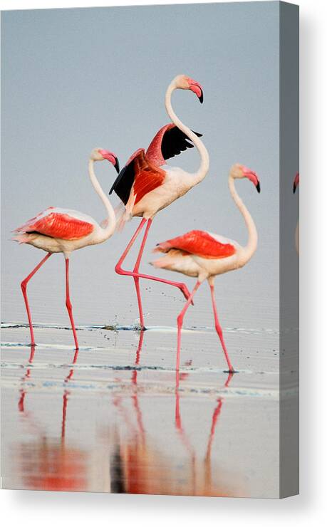 Photography Canvas Print featuring the photograph Greater Flamingos Phoenicopterus Roseus #2 by Panoramic Images