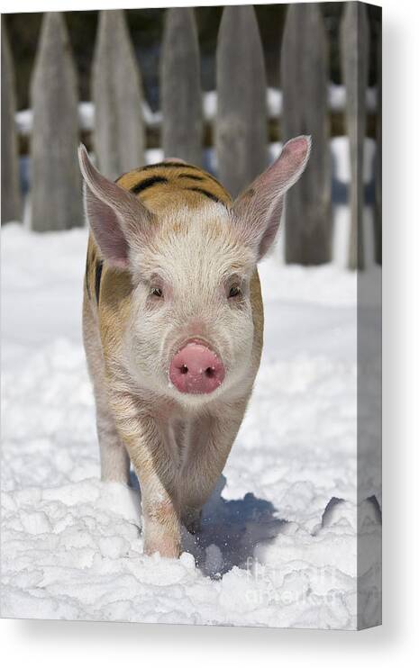 Piglet Canvas Print featuring the photograph Piglet Walking In Snow #2 by Jean-Louis Klein & Marie-Luce Hubert