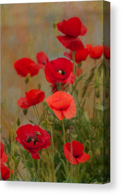Poppies Canvas Print featuring the photograph Poppies #2 by Carolyn D'Alessandro