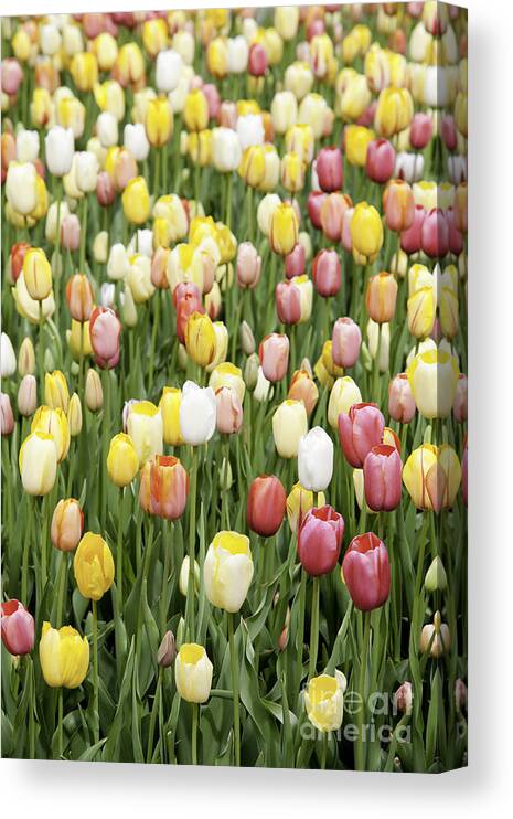 Garden Canvas Print featuring the photograph Tulip Garden #2 by Anthony Totah