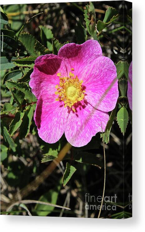 Wild Canvas Print featuring the photograph Wild Rose #2 by Ann E Robson