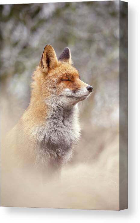 Fox Canvas Print featuring the photograph Zen Fox Series- Calm Fox by Roeselien Raimond